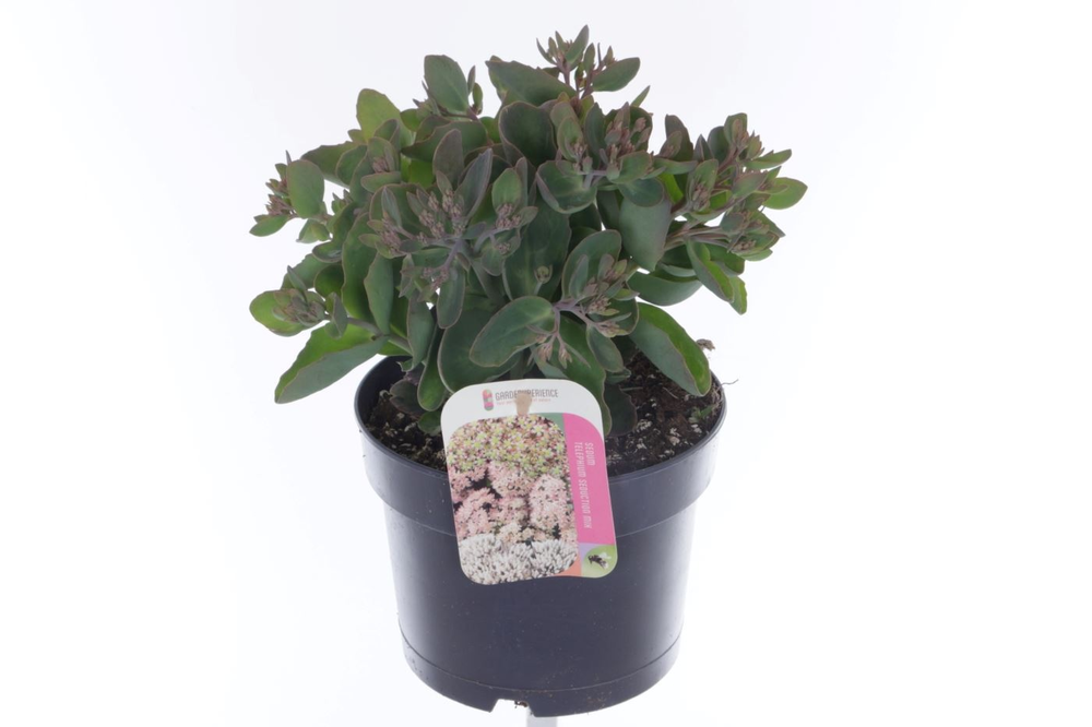 Sedum telephium Seduction PinkPassi.