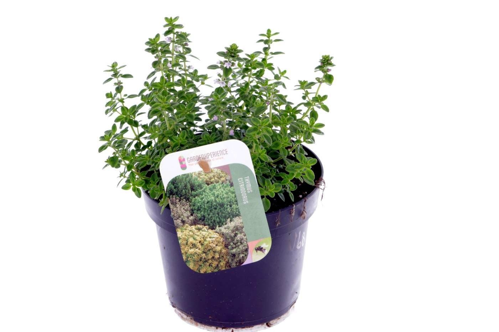 Thymus citr. Lemon.