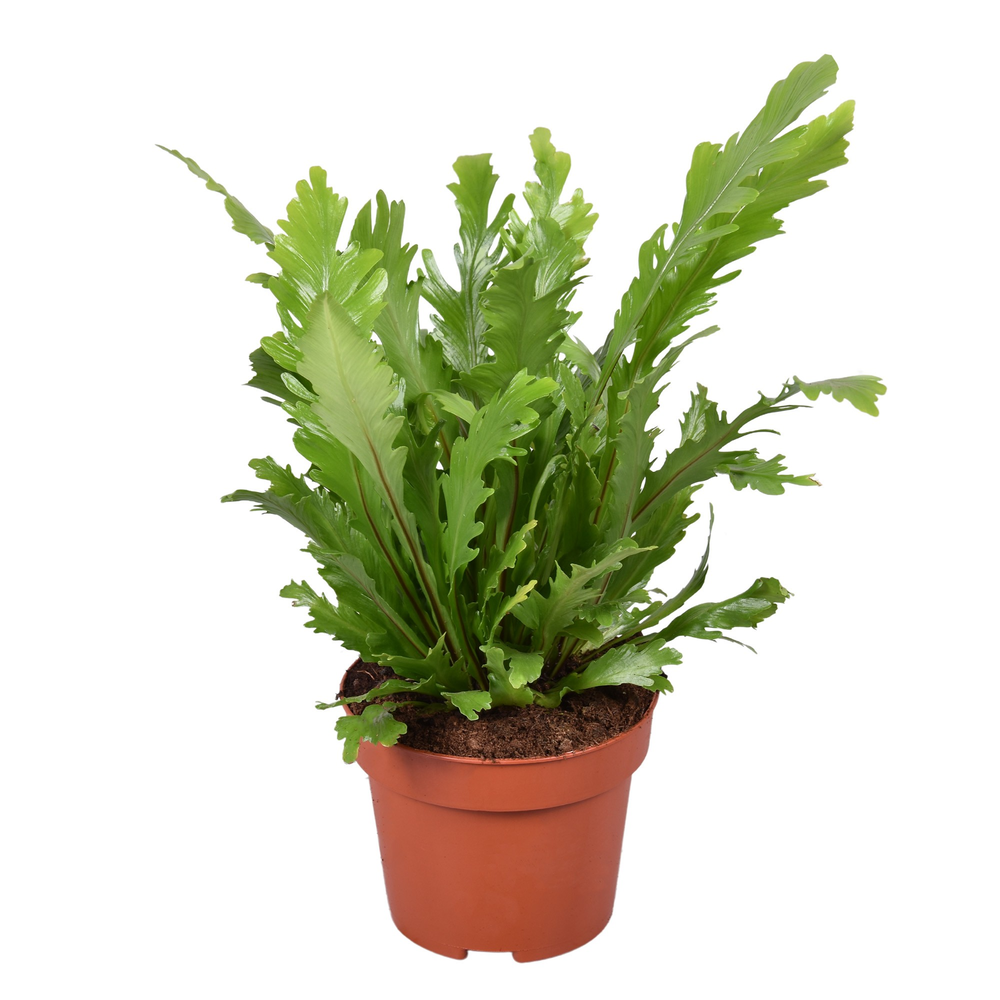 Asplenium Campio.