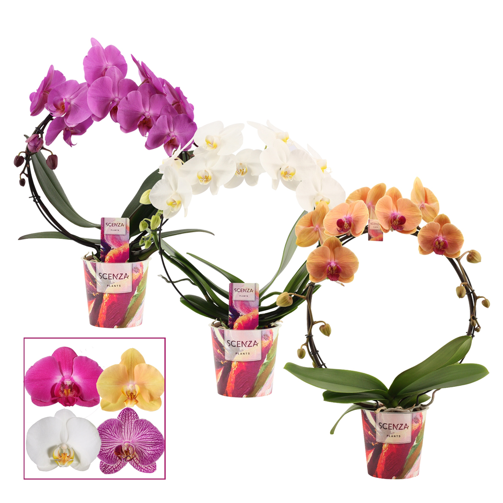 Phalaenopsis boog mix (Scenza).