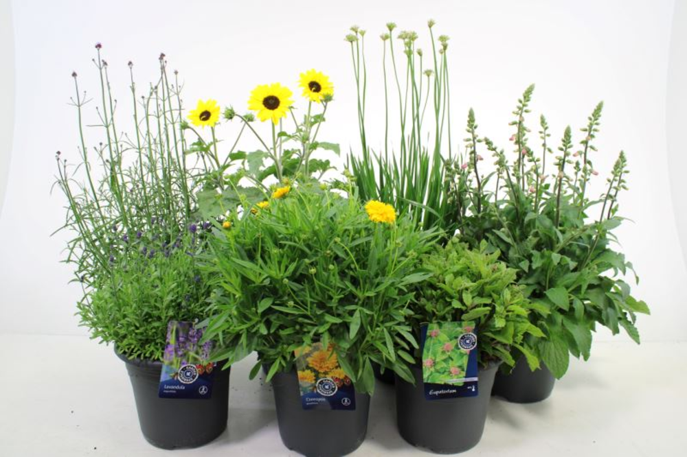 Vaste planten mix laag.