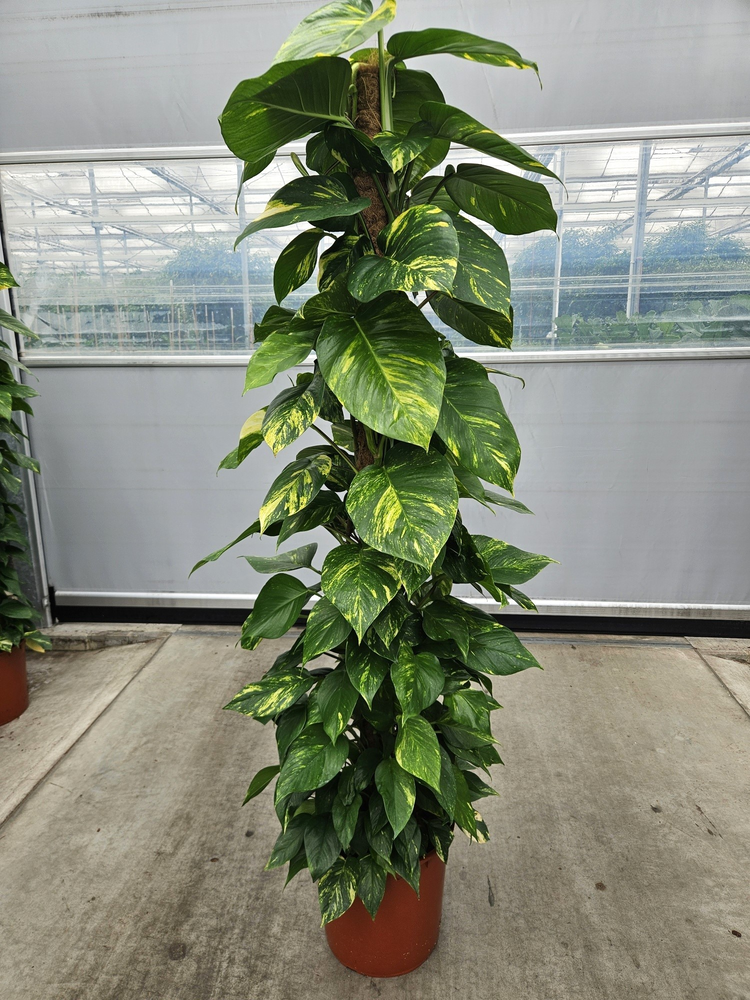 Epipremnum Aureum.