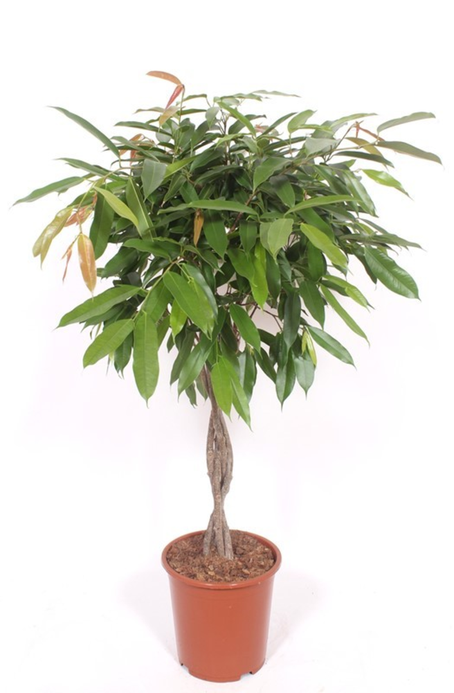 Ficus Amstel King.