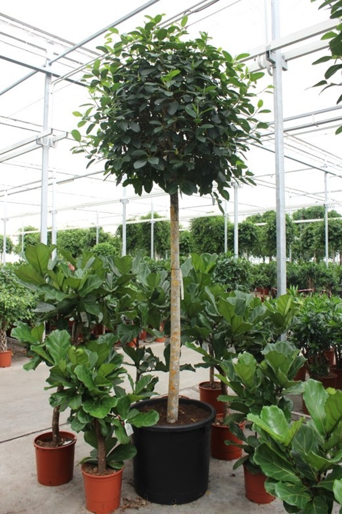 Ficus Australis.