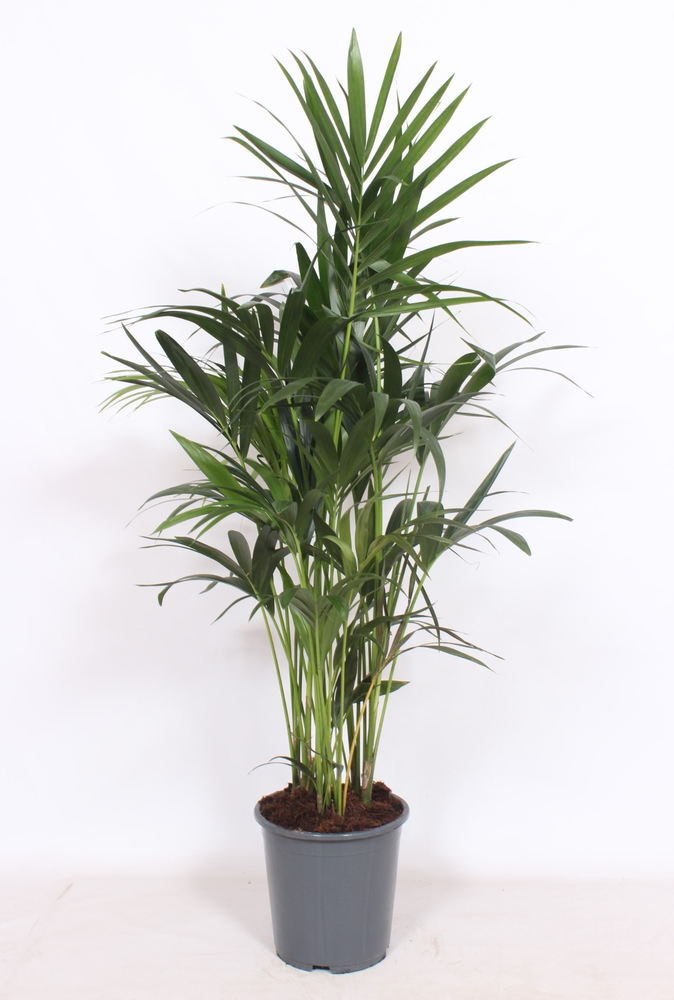 Howea forsteriana 10 per pot.
