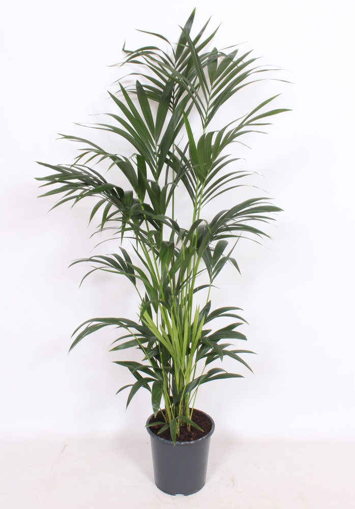Howea forsteriana 10 per pot.