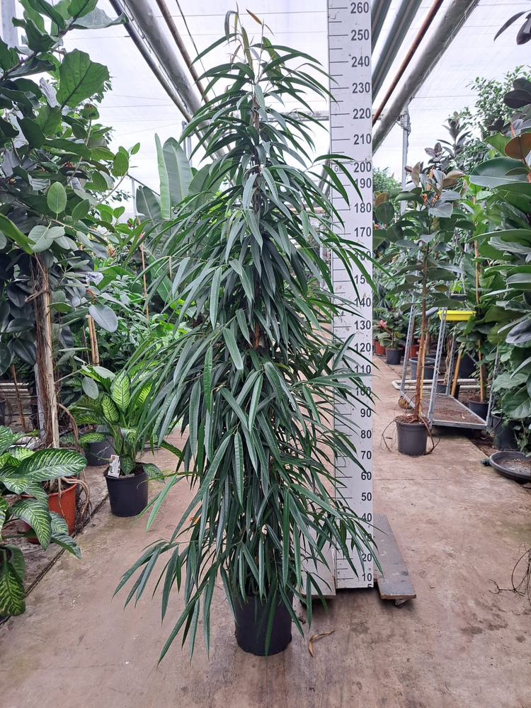 Ficus Alii piramide 240.