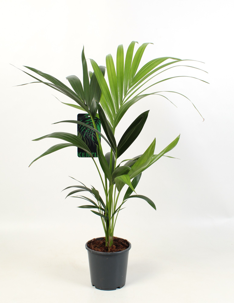 Kentia-Howea Forsteriana, 3 stek p/pot.