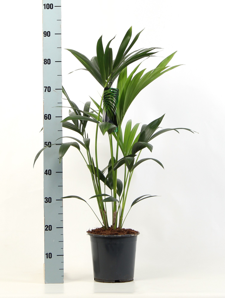 Kentia-Howea Forsteriana, 4 stek p/pot.