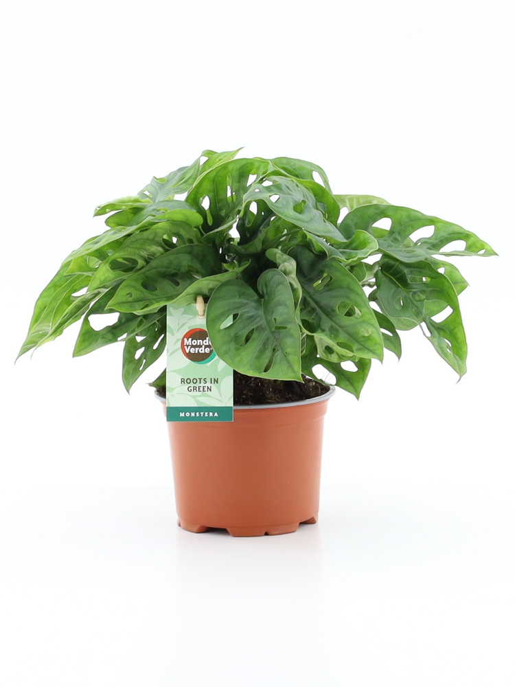 Monstera Adansonii.