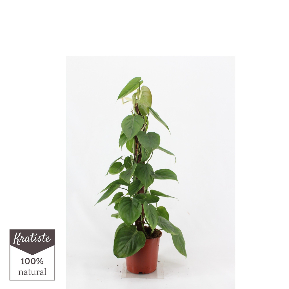 Philodendron scandens Kratiste 80 klimstok.