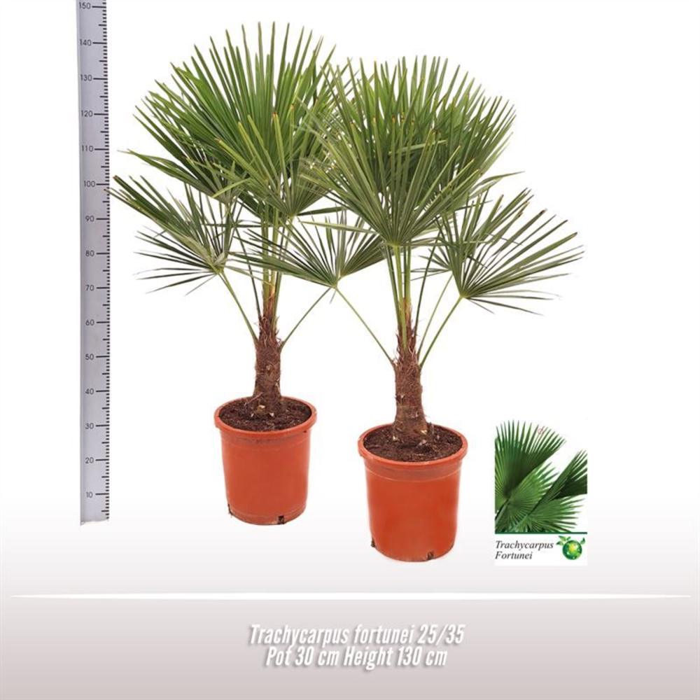 Trachycarpus fortunei 25/35.