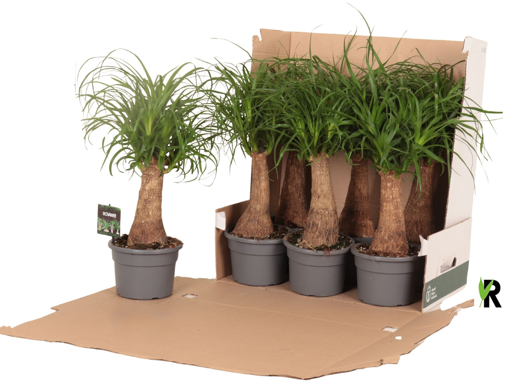Beaucarnea rec. rechte stam in fust 352.
