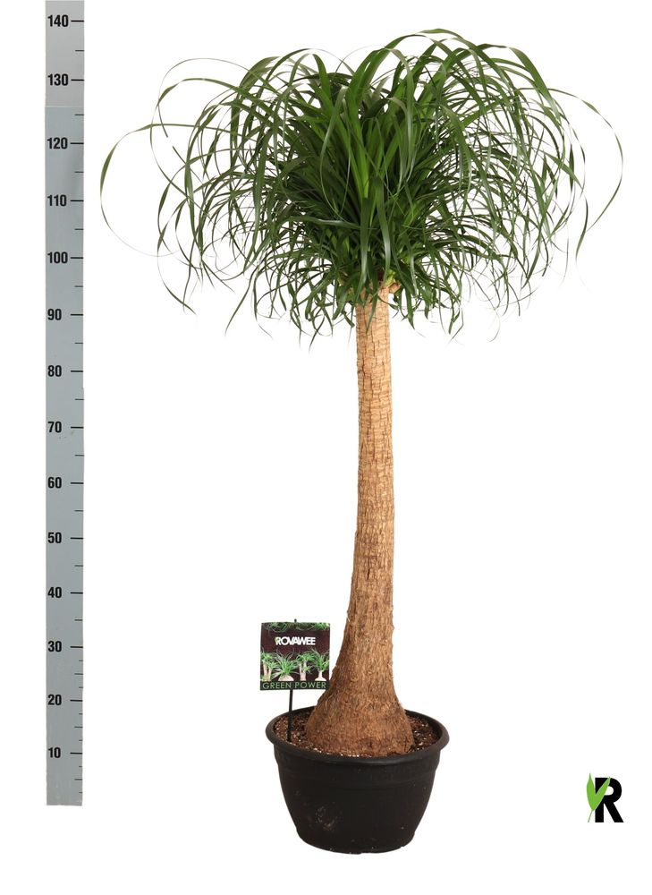 Beaucarnea rec. rechte stam.