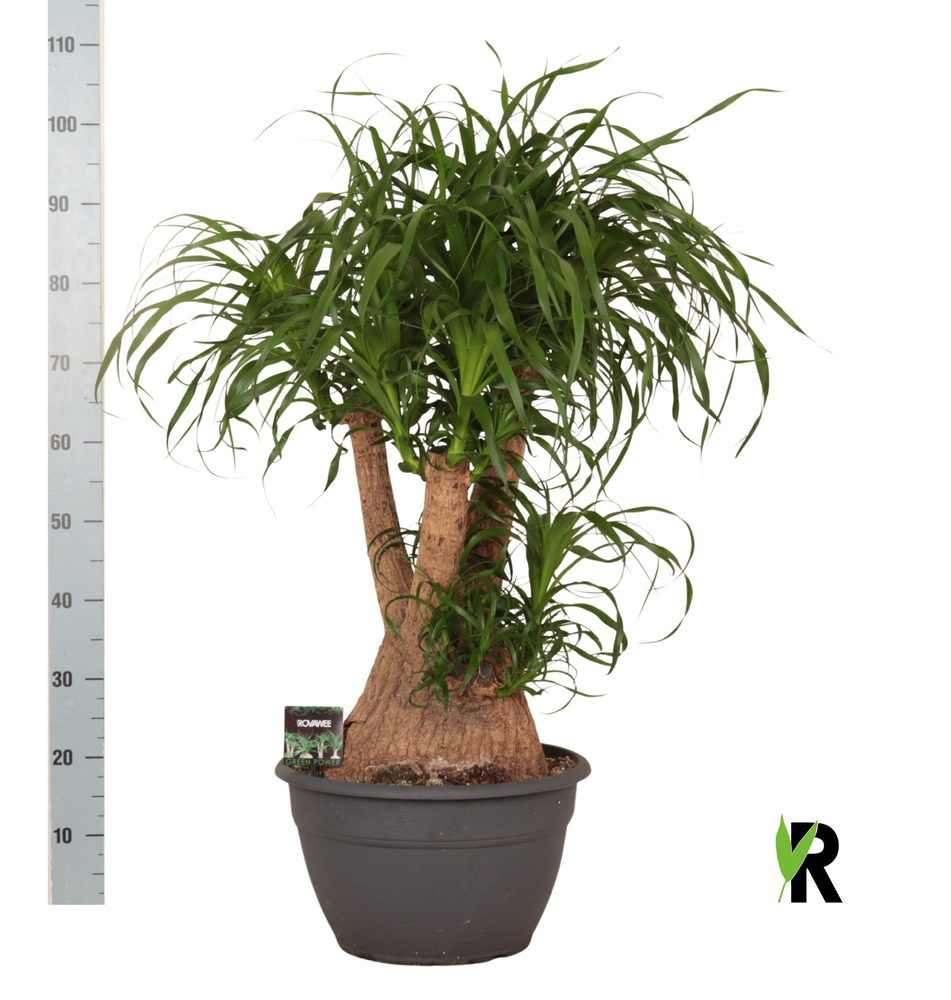 Beaucarnea rec. vertakt.