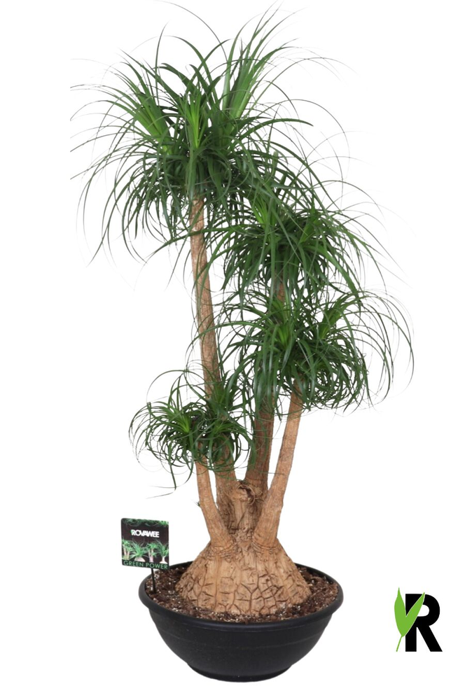 Beaucarnea rec. vertakt.