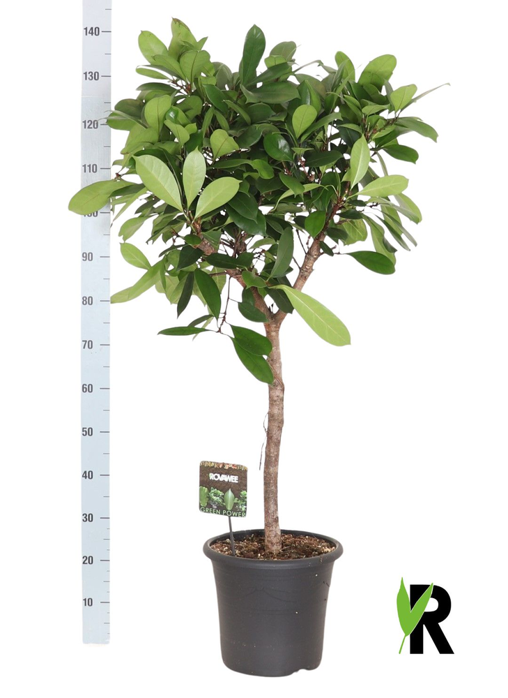 Ficus Cyathistipula op stam.