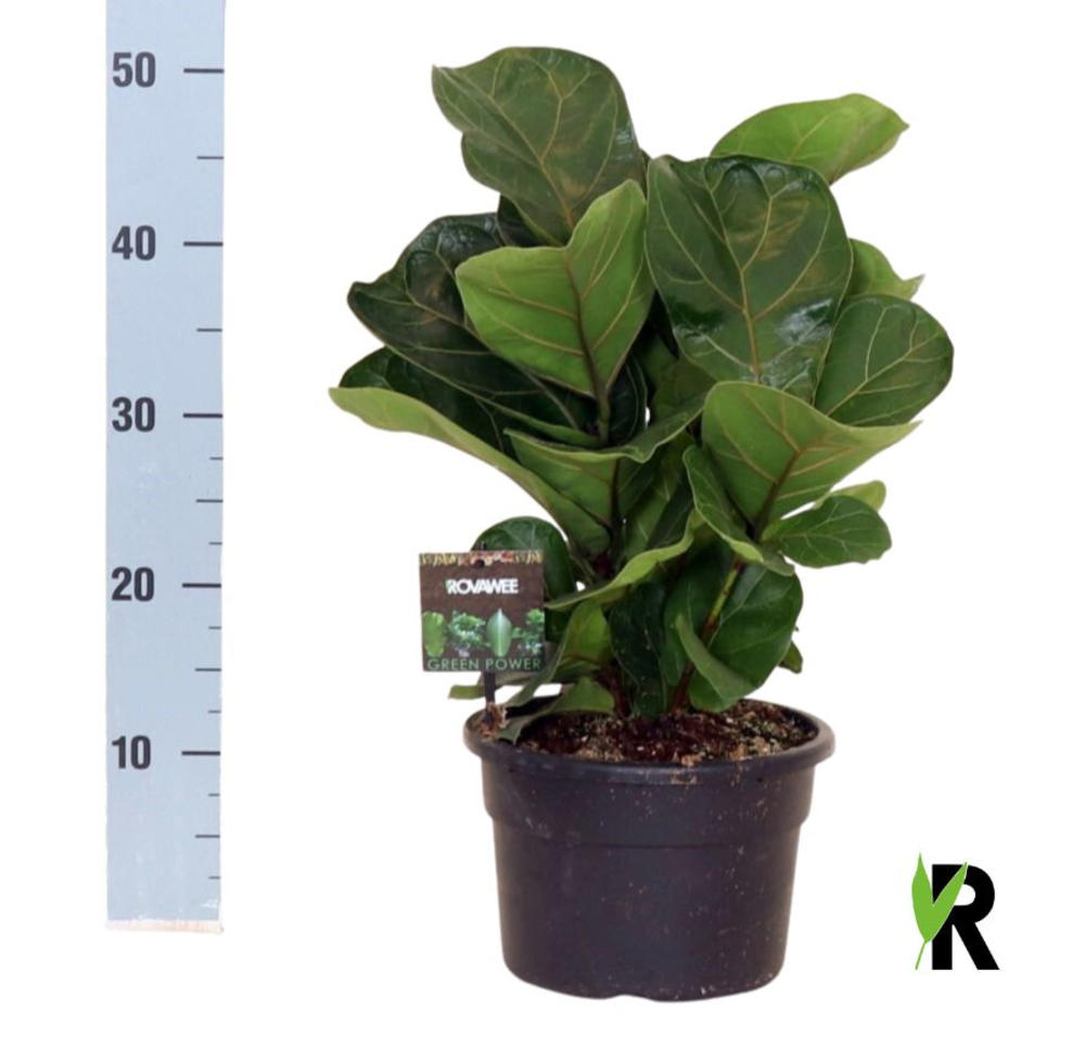 Ficus Lyrata Bambino 'Clumb' in hoes.