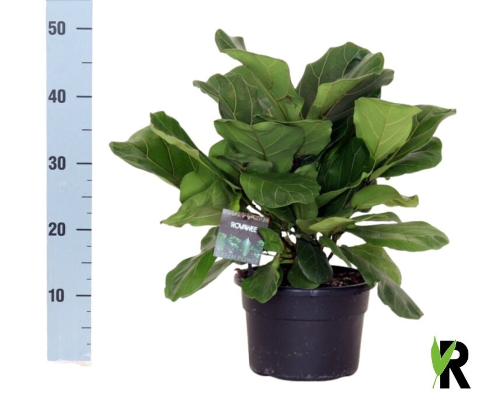 Ficus Lyrata 'Clumb' in hoes.