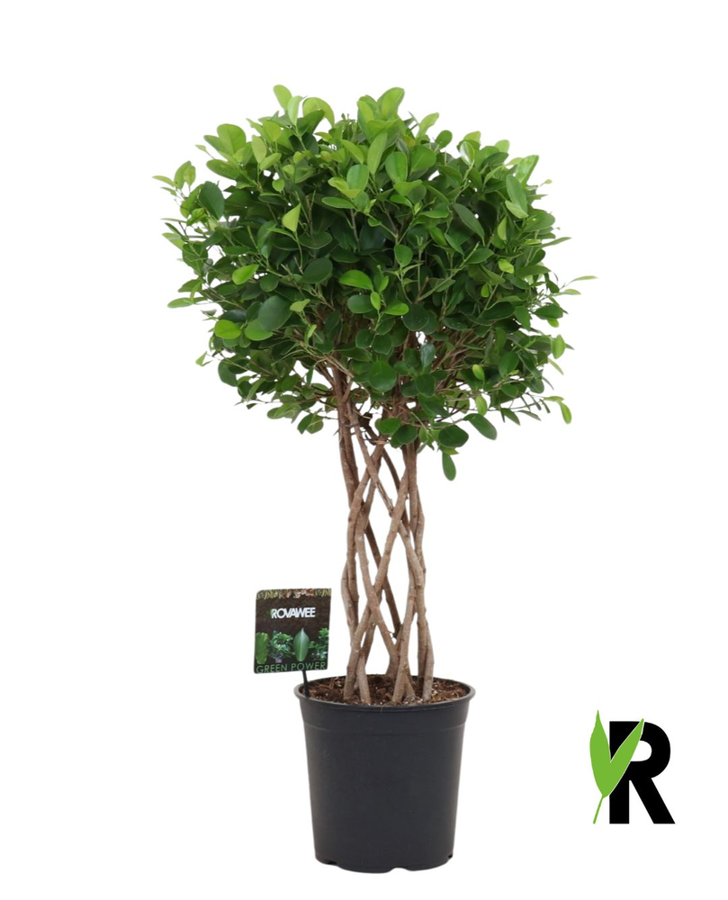 Ficus micr. Moclame gevlochten cilinder.