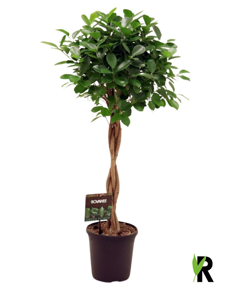 Ficus micr. Moclame gevlochten stam.