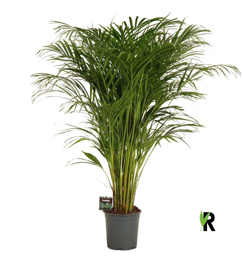 Dypsis lutescens.