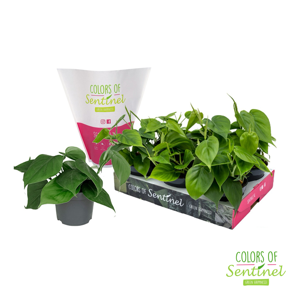 Philodendron Scandens LESS PLASTIC.