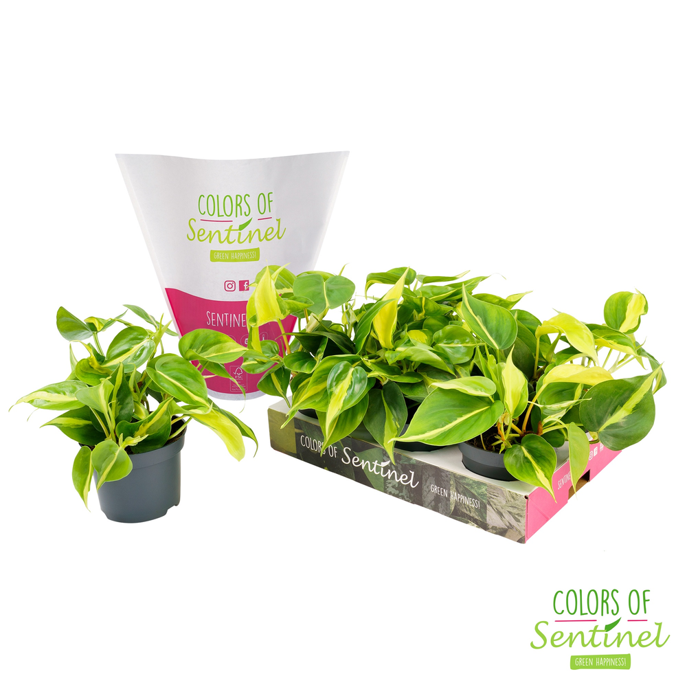 Philodendron Scandens 'Brasil' LESS PLASTIC.
