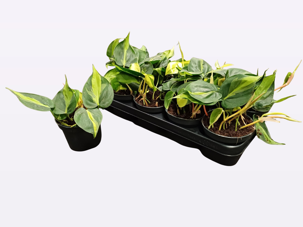 Philodendron Scandens 'Brasil'.