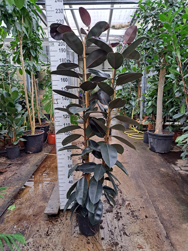 Ficus Elastica Abidjan 2 toef 210.