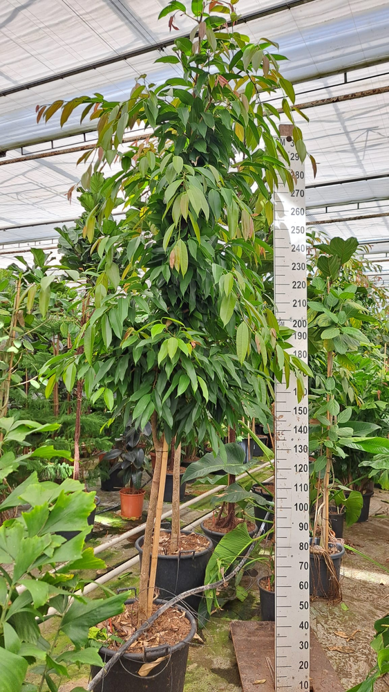 Ficus Amstel King stam.