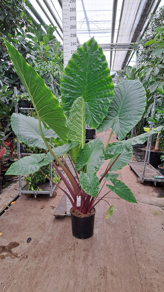 Alocasia macrorhiza XXL.