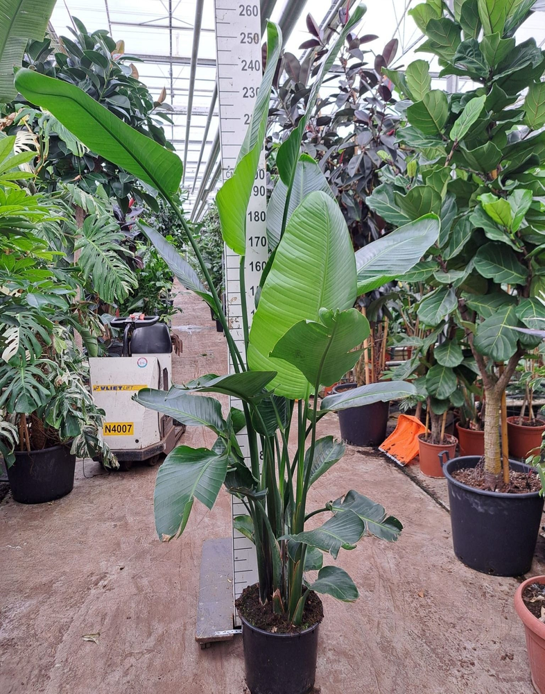 Strelitzia Nicolai toef 250.