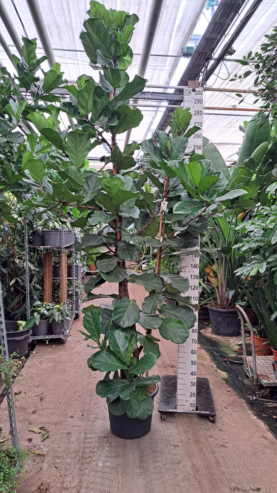 Ficus Lyrata vertakt 300.