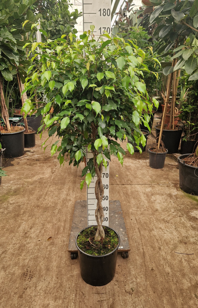 Ficus Exotica gevlochten stam.