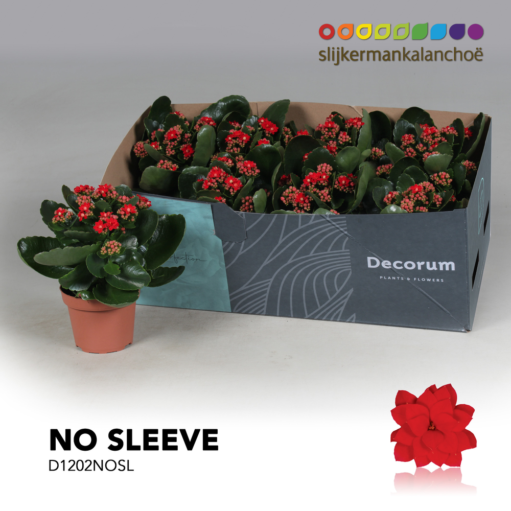 Kalanchoe No Sleeve - Red.