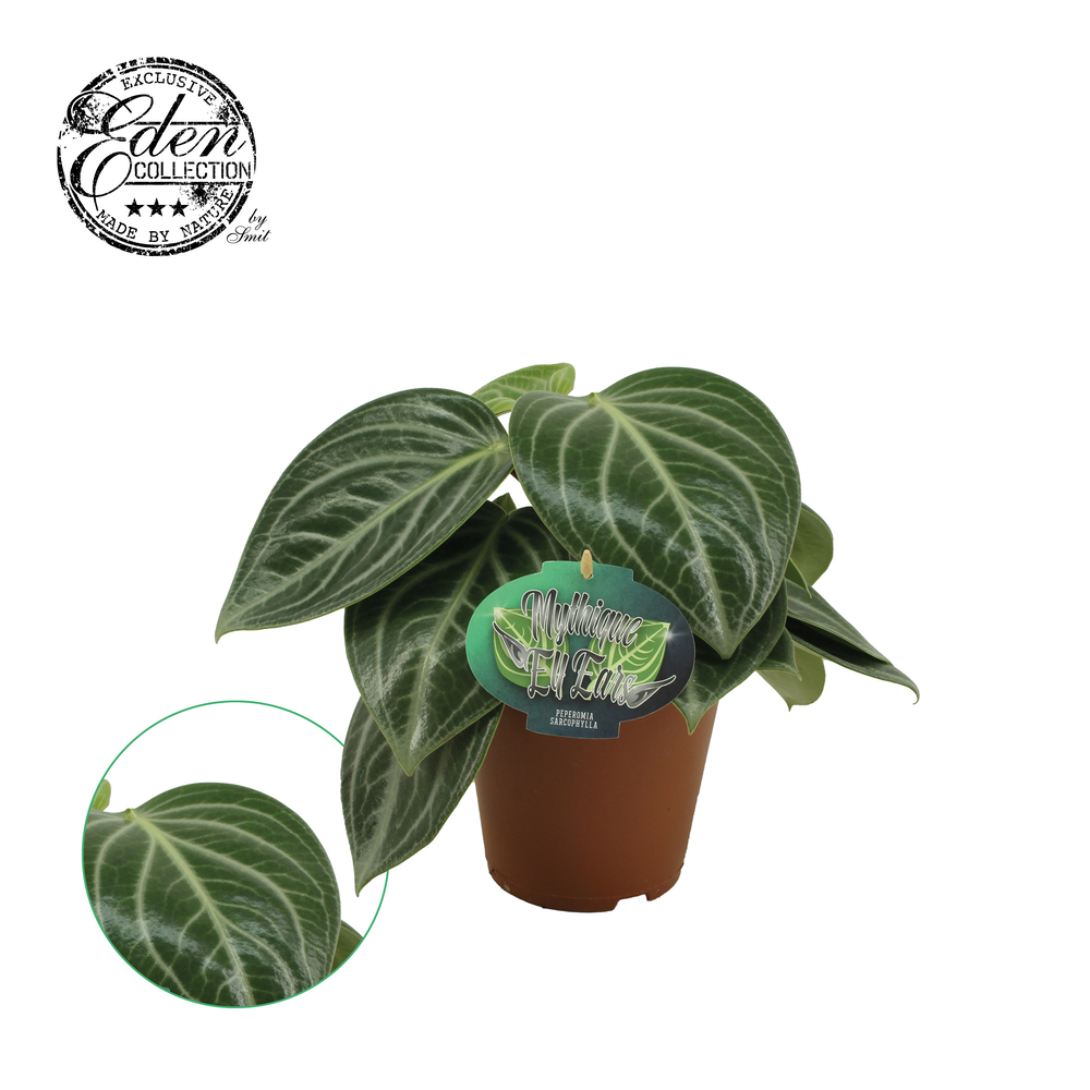 Peperomia Sarcophylla 15cm.