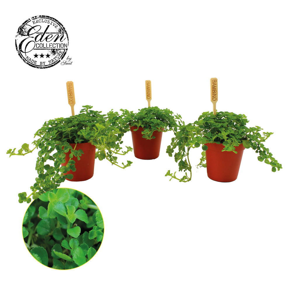 Pilea Depressa 5,5cm.