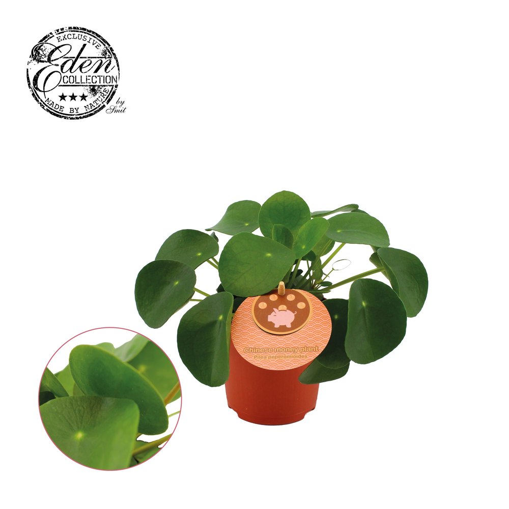 Pilea Peperomioides 10,5cm Engels etiket.