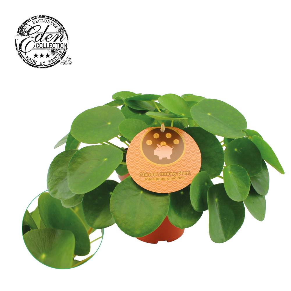 Pilea Peperomioides 15cm Engels etiket.
