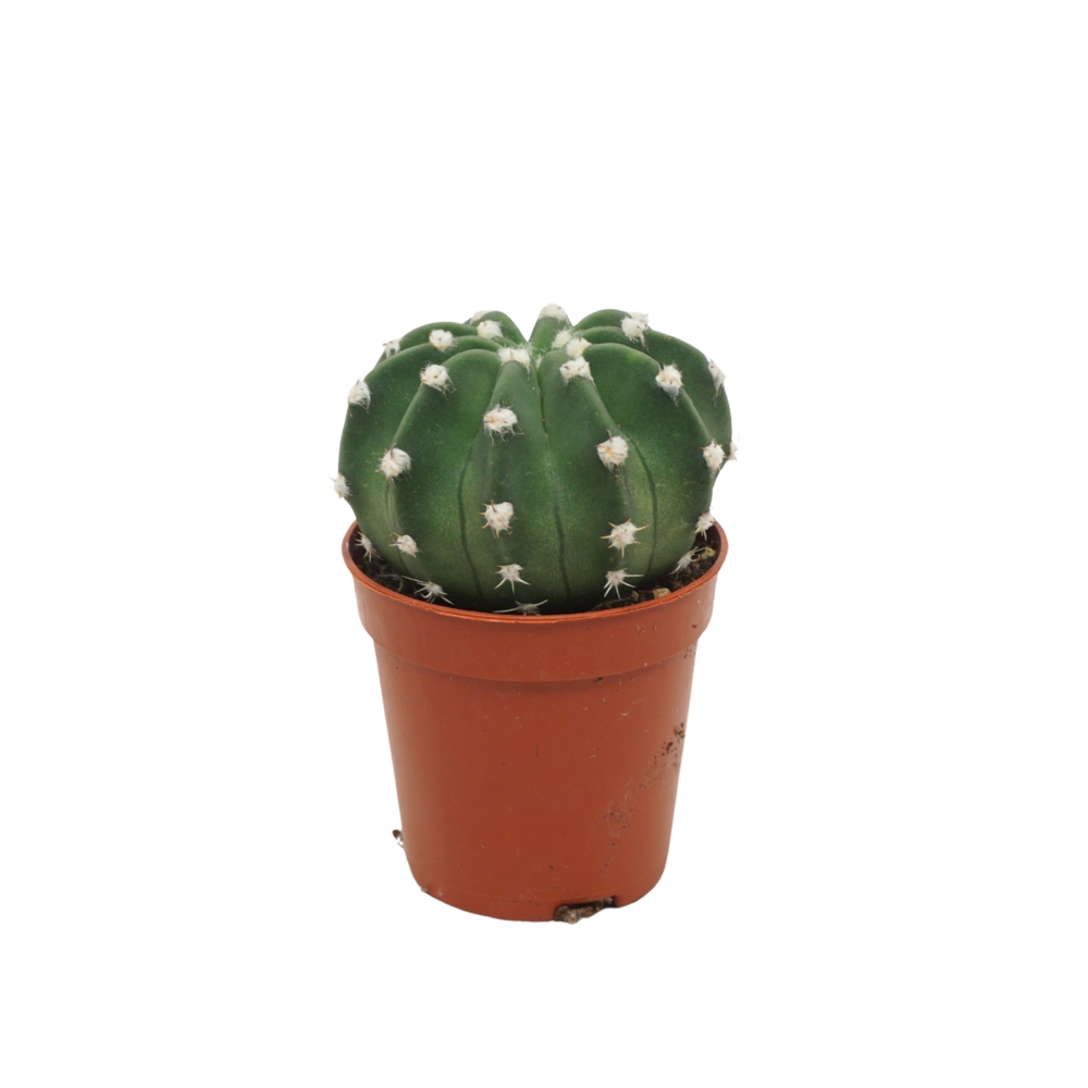Echinopsis multiplex 5,5 cm.