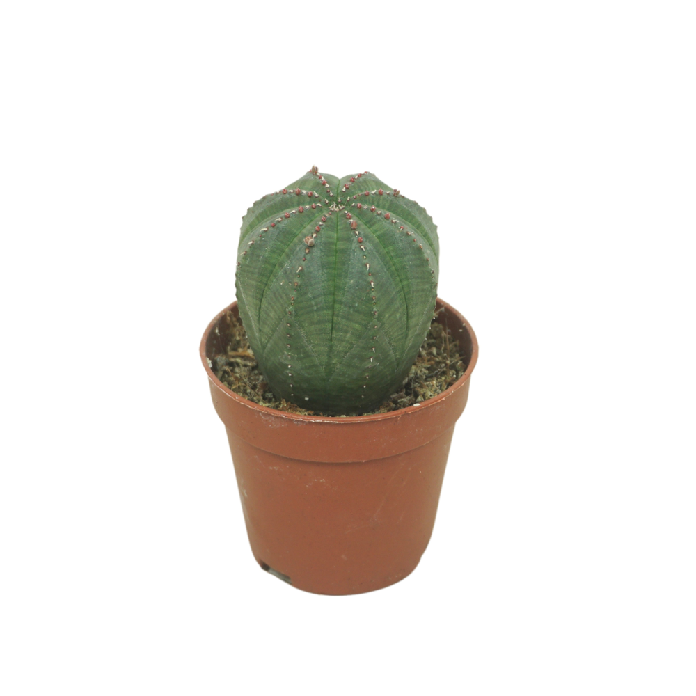 Euphorbia obesa 5,5 cm.