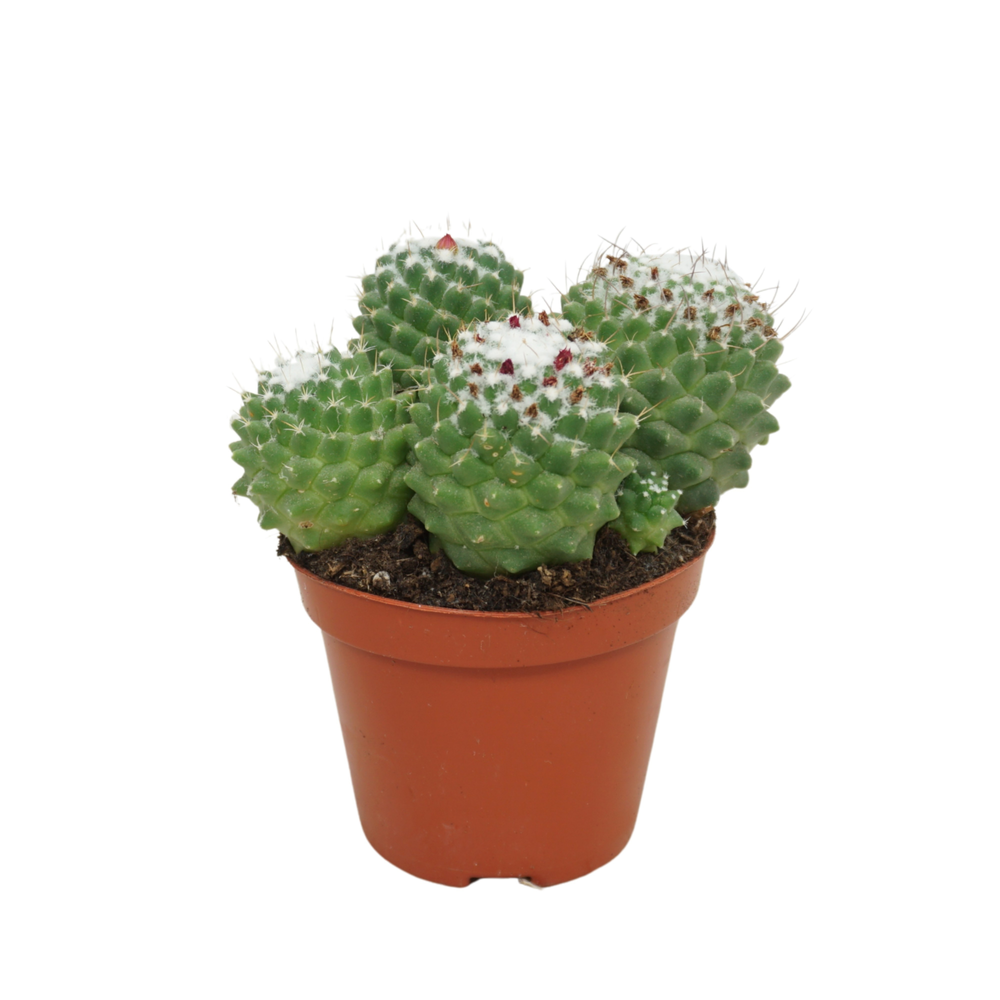 Mammillaria toluca 8,5 cm.