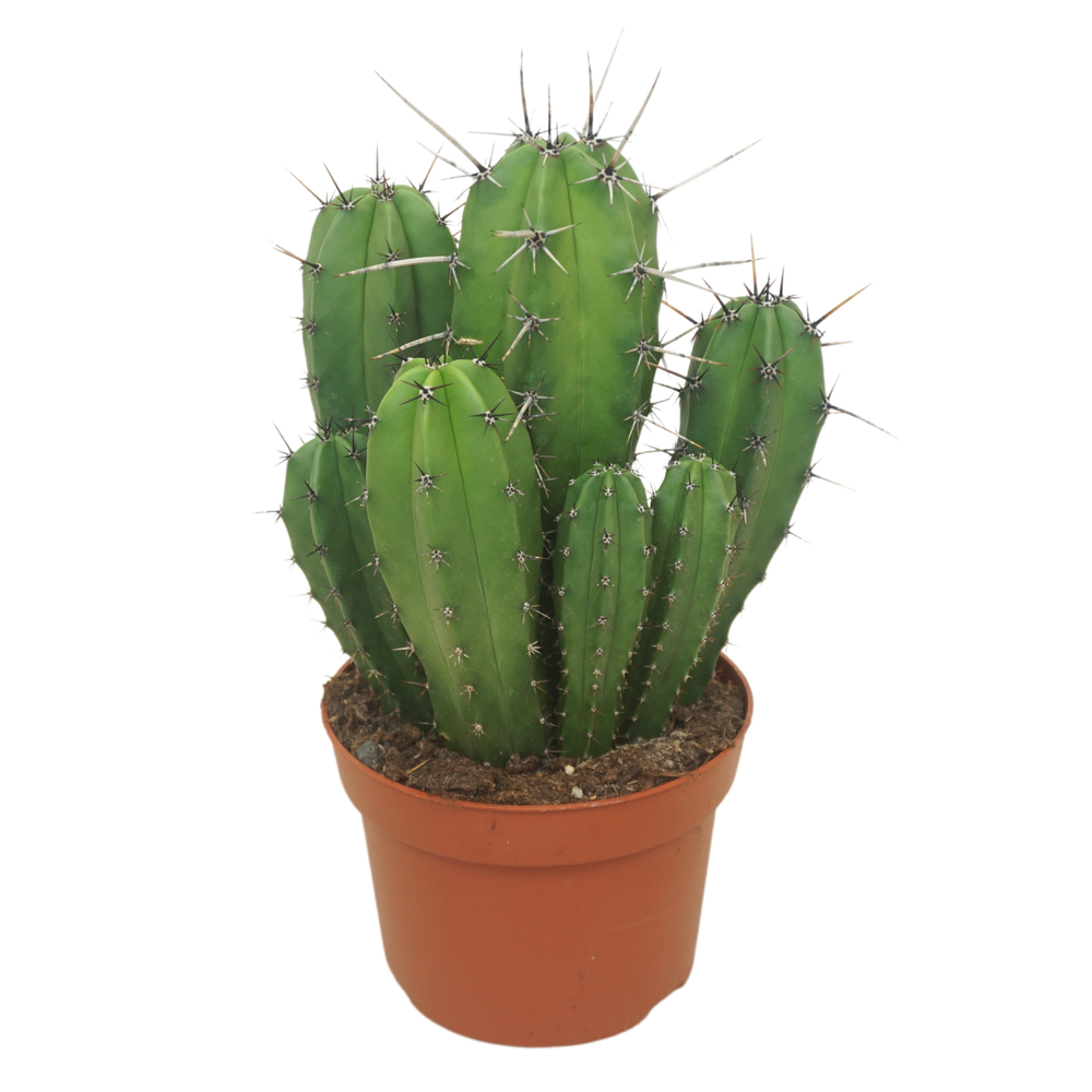 Polaskia chichipe 13 cm.
