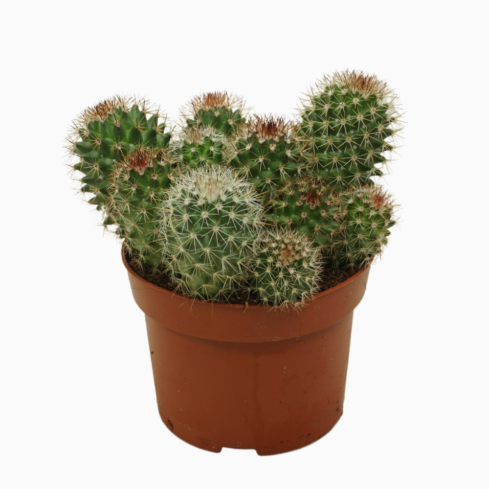 Mammillaria ernestii 13 cm.