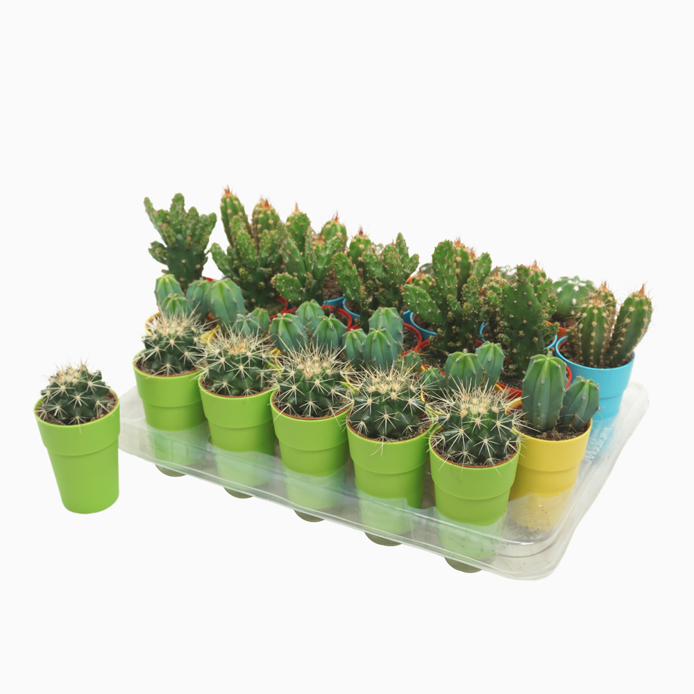 Cactus mix 5,5 cm in kleurig gerecycled kunststof .