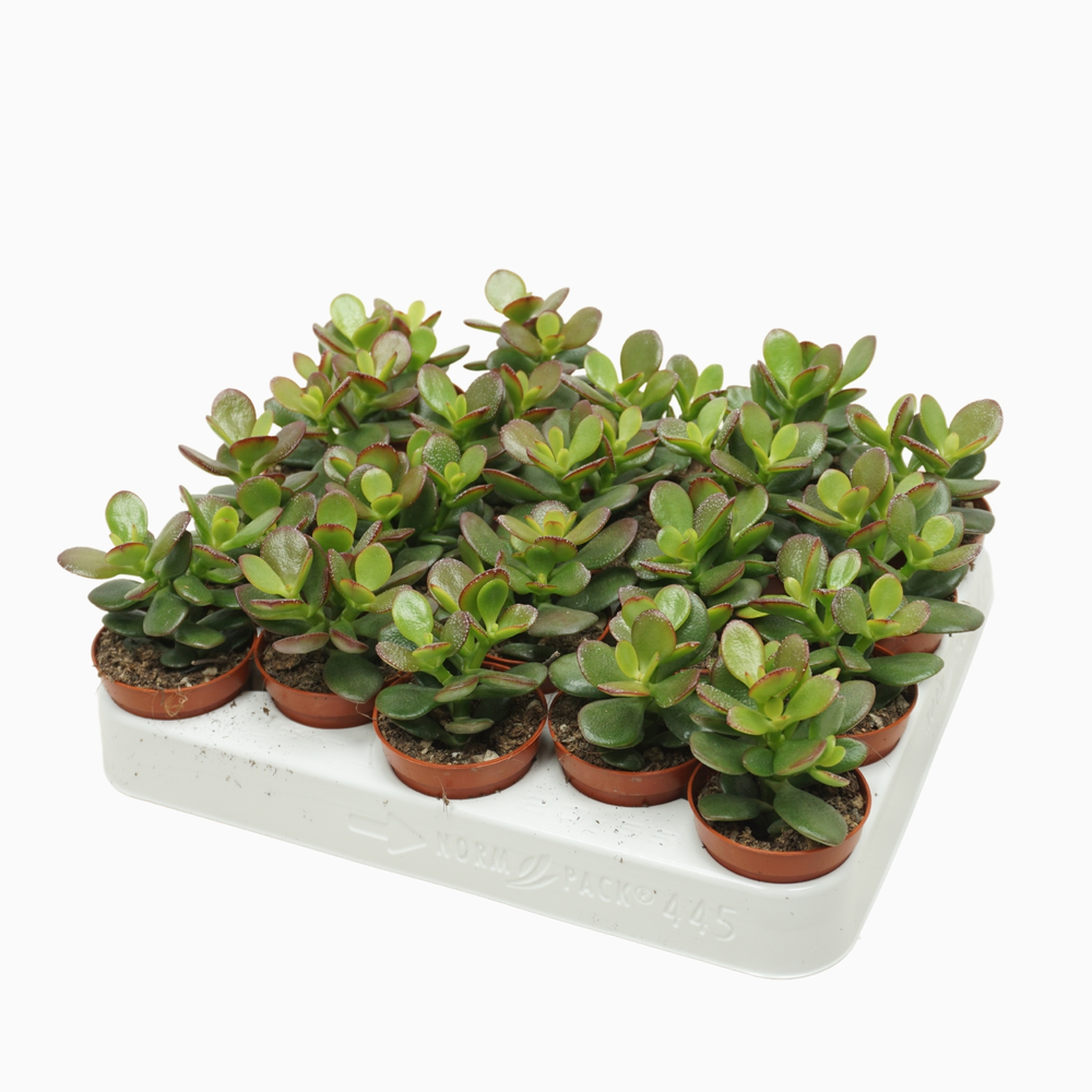 Crassula minor 5,5 cm.