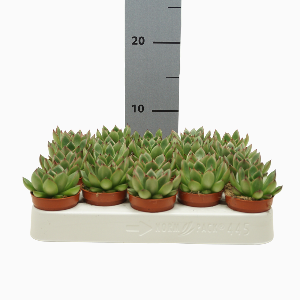 Echeveria red tips 5,5 cm.