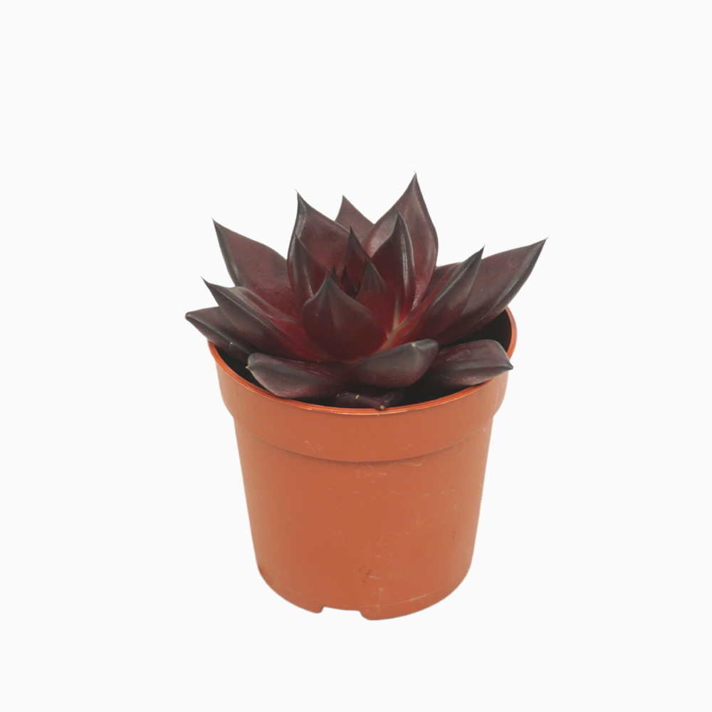 Echeveria atlas 7 cm.