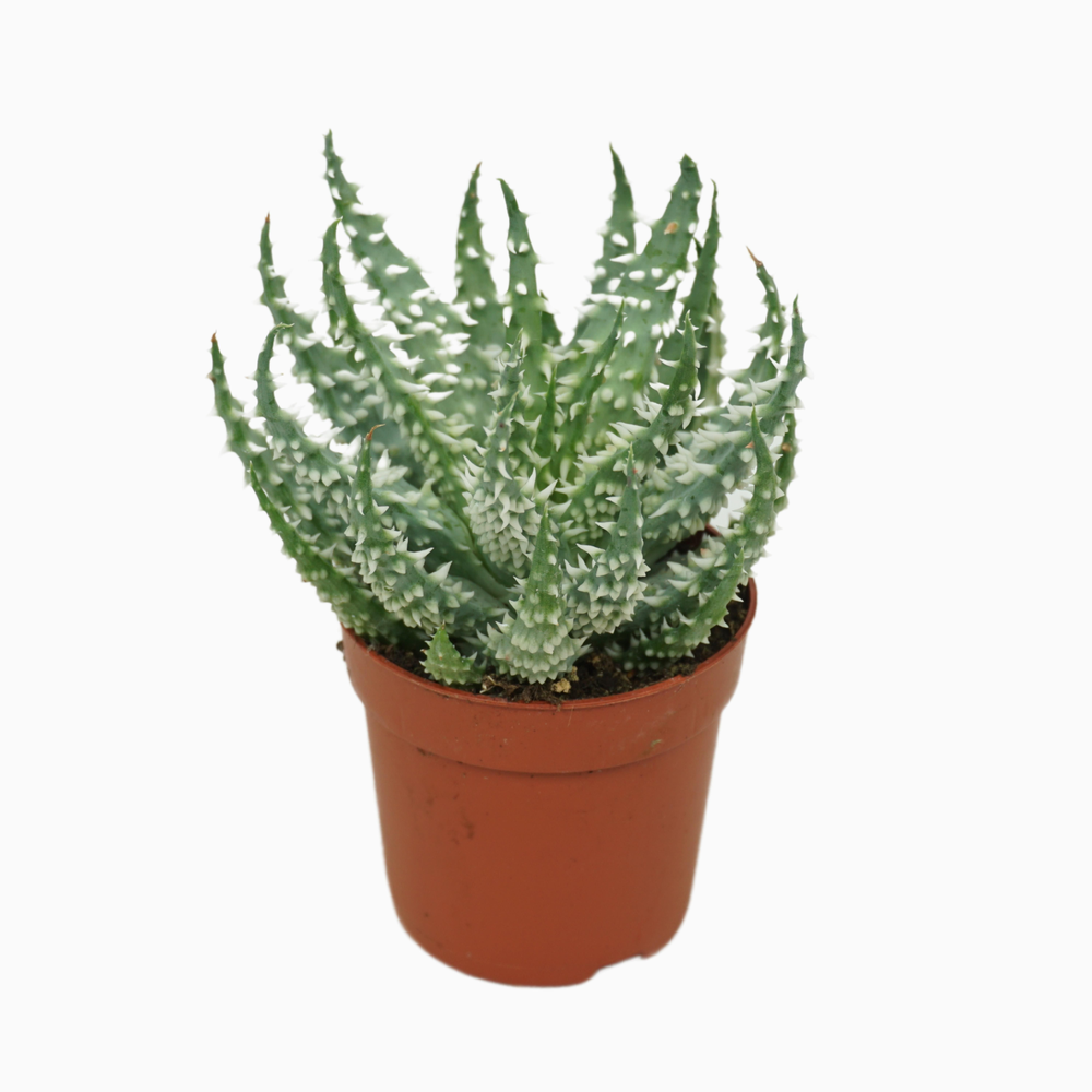 Aloë humilis 'shark' 7 cm.
